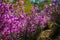 Blurred image of rhododendron bushes, selective focus. Rhododendron flowering in the Altai mountains. The path among the thickets