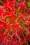Blurred image, Scadoxus multiflorus, Haemanthus multiflorus, blood lily, ball lily, fireball lily, blood flower, Katherine-wheel