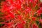 Blurred image,Scadoxus multiflorus, Haemanthus multiflorus, blood lily, ball lily, fireball lily, blood flower, Katherine-wheel