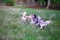 Blurred image of three siberian huskies running and chasing with one another.