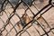 Blurred image of tiger behind the cage net.