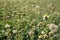 Blurred images of Tridax daisy flowers blooming on the roadside.