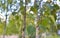 Blurred leaves on branch of birch tree on the blurred background, trunks and branches with bokeh in birch grove in nice sunny