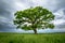 Blurred Long-Exposure green tree in a field