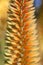 Blurred macro of aloe agave orange flower