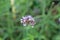 Blurred macro photo of ornamental plant verbena close up