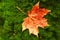 Blurred. Maple leaf reddish yellow lies on the green moss of the tree trunk. Photos were taken on soft lens