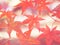 Blurred maple red orange leaves for natural travel background.