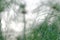 Blurred messy field of tropical papyrus plant growing in a swamp