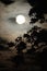 Blurred Moon with Silhouetted Oak tree