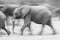 A blurred motion image of elephants running.