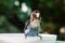 Blurred motion of lovebird parrot taking a bath with water splash on blurred garden background