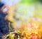 Blurred multicolored nature background with sunshine, light and bokeh