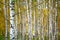 Blurred natural background birch wallpaper with shallow depth of field horizontal background