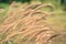 Blurred natural background brown wheat grass flower in wind blow in green park field outdoor space