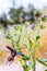 Blurred natural background with a flying beetle