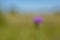 Blurred natural background of a lonely purple flower