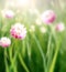 Blurred natural background with wild red clover on sunny beautiful defocused greenery background. Defocused summer scene with blur