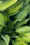 Blurred natural green background. Hosta green leaf texture.