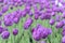 Blurred natural green background with purple tulips in defocus. Spring field of flowers. Abstract