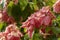 Blurred nature background with Mussaenda philippica flowers grows as a shrub or small tree, Native to the Philippines