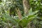 Blurred nature background with rainforest flora of Amazon River basin in South America