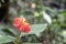 Blurred nature background with red tropical flower : Hot Lips Flower, Psychotria poeppigiana