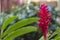 Blurred nature background with tropical pink ginger flower and copy space