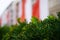 Blurred needle for decorative coniferous plants against the building. natural background, nature. fluffy needles on the branches