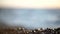 Blurred orange sea at sunset. Sun reflects and sparkles on waves with bokeh lights. Full HD slow motion video. Abstract