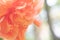 Blurred Orange shoe flower or Chinese Rose