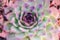 The blurred outline of a succulent. Stylized watercolor. Mint and neon colors on plants