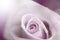 Blurred pale purple rose, vintage background.