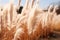 Blurred Pampas Grass Texture Background, Dry Soft Cortaderia Selloana, Fluffy Pampas Grass Reed