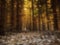 Blurred panoramic photo of  strange misty forest in autumn