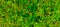 blurred photo of Acalypha siamensis or wild tea