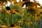 Blurred photo for the background with a group of yellow flowers of Rudbeckia through which the evening sunlight penetrates