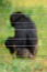 A blurred photo of a Chimpanzee behind an electric fence in the wild at Ol Pejeta Conservancy in Nanyuki, Kenya