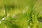 Blurred photo of green grasses and blades of grass in a meadow