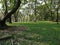 Blurred photo.green tree background. View of the wild grass lawn. Light sky