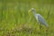 Blurred photography of white heron and grass field