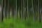 Blurred pine trees