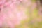 Blurred pink abstract background from cherry blossom flowers
