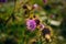 Blurred pink Blessed milk thistle flower, close up, shallow dof