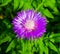 Blurred pink Blessed milk thistle flower, close up, shallow dof. milk thistle flower. milk thistle