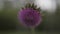 Blurred pink Blessed milk thistle flower, close up. Silybum Marianum flower under the wind. beetle on a thistle flower