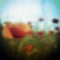 Blurred Poppy Flower Field Background Template