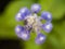 Blurred of Purple Brazilian Snapdragon Flower