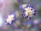 Blurred purple dry flower with water drops ,violet daisy dead flowers plants ,macro image ,soft focus for card design