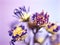 Blurred purple dry flower with water drops ,violet daisy dead flowers plants ,macro image ,soft focus for card design